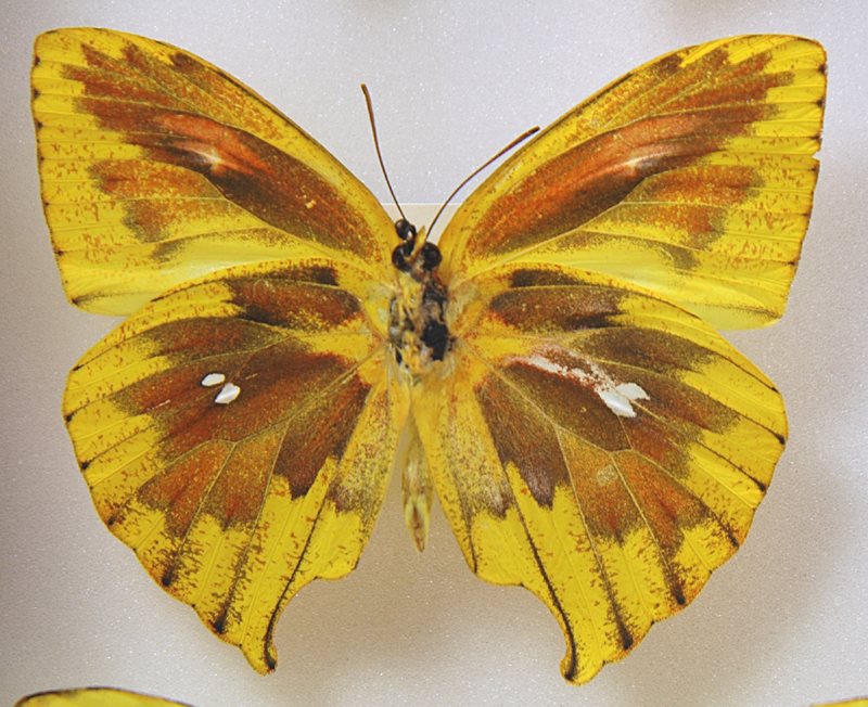 Phoebis rurina (aberration) 1 (Internet Image property of respective owner, non-commercial use only)